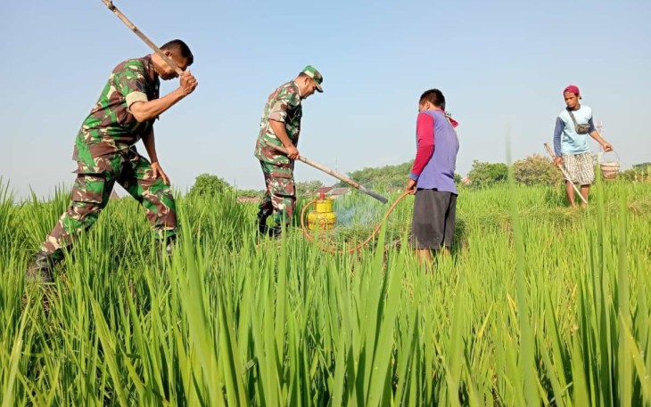 Tingkatkan Hasil Panen, TNI – Polri dan Masyarakat di Ngawi Kompak Gropyokan Tikus