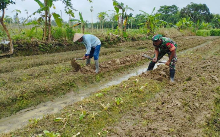Dukung Ketahanan Pangan, Babinsa Koramil 1710-02/Timika Bantu Petani di Wilayah Binaan Menyiapkan Lahan&nbsp;Pertanian
